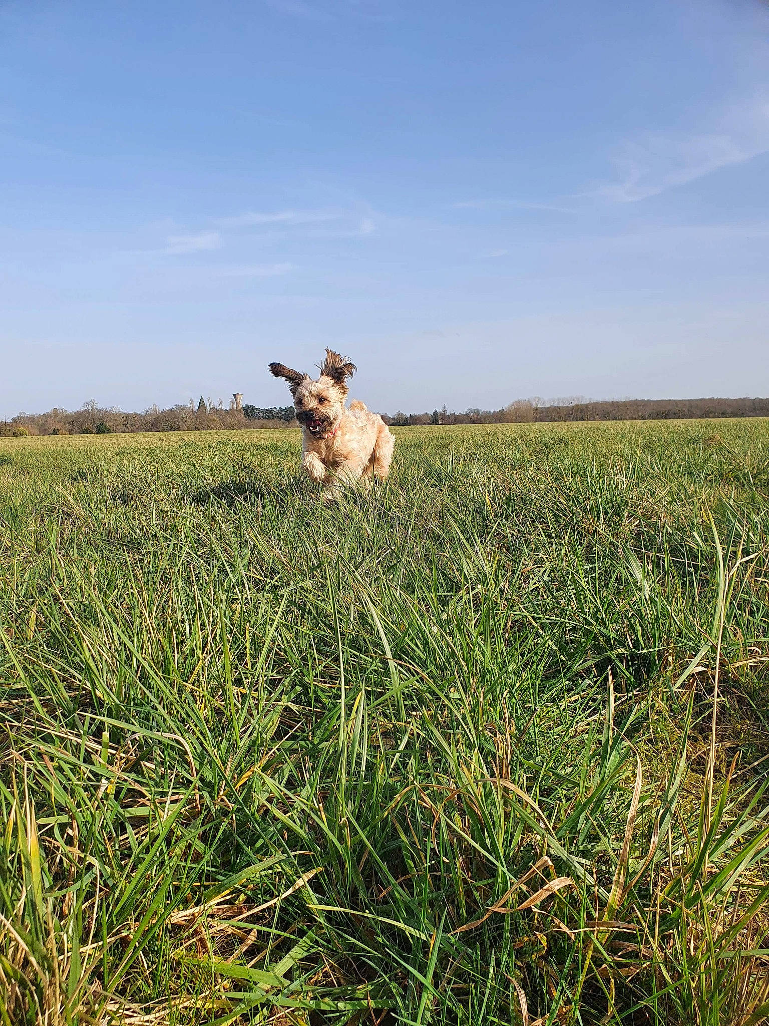 Mooki a rejoint le concours — aidez-le/la à gagner de superbes lots ! agriculture, carnivore, cloud, companion_dog, dog, dog_breed, fawn, grass, grassland, happy, horizon, landscape, meadow, natural_landscape, pasture, people_in_nature, plain, plant, prairie, sky