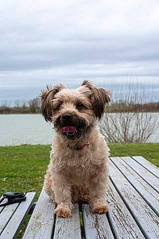 Mooki participe au concours pour gagner de l'argent avec cette photo : carnivore, cloud, companion_dog, dog, dog_breed, grass, lake, liver, plant, sky, small_terrier, snout, sporting_group, terrier, toy_dog, tree, water, water_dog, wood, working_animal