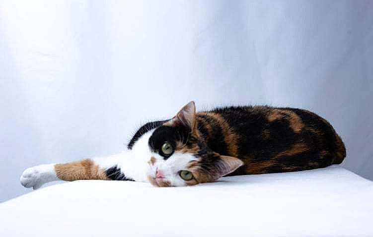 Automne a rejoint le concours — aidez-le/la à gagner de superbes lots ! carnivore, cat, claw, comfort, domestic_short_haired_cat, eye, felidae, fur, nap, paw, small_to_medium_sized_cats, snout, tail, terrestrial_animal, whiskers