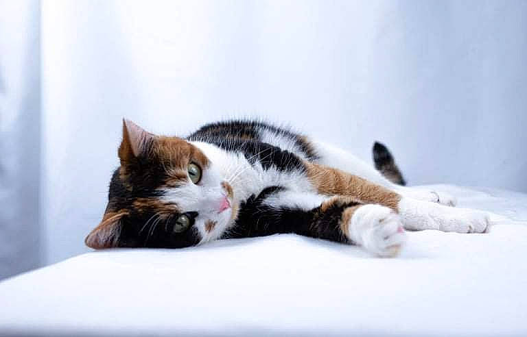 Automne a rejoint le concours — aidez-le/la à gagner de superbes lots ! carnivore, cat, claw, comfort, domestic_short_haired_cat, felidae, fur, monochrome_photography, nap, paw, room, sitting, sleep, small_to_medium_sized_cats, snout, tail, terrestrial_animal, whiskers, winter, wood