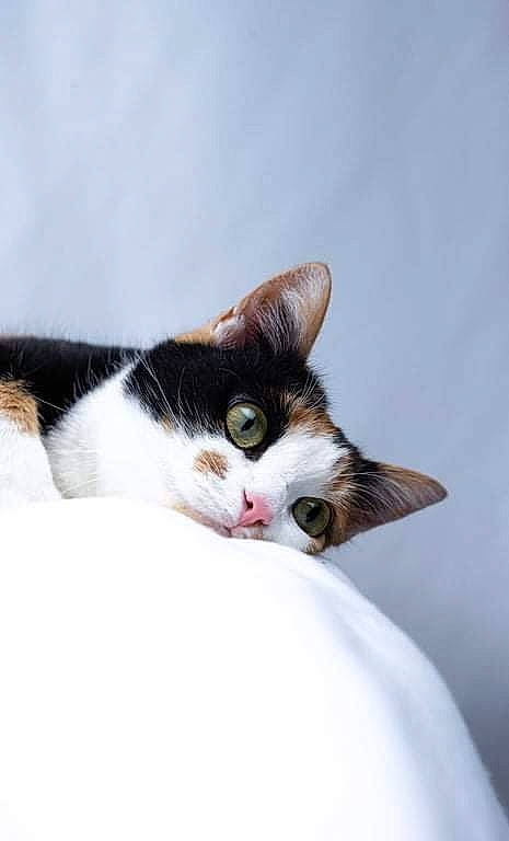 Automne a rejoint le concours — aidez-le/la à gagner de superbes lots ! carnivore, cat, comfort, domestic_short_haired_cat, eyelash, felidae, fur, human_body, paw, sky, small_to_medium_sized_cats, snout, tree, whiskers