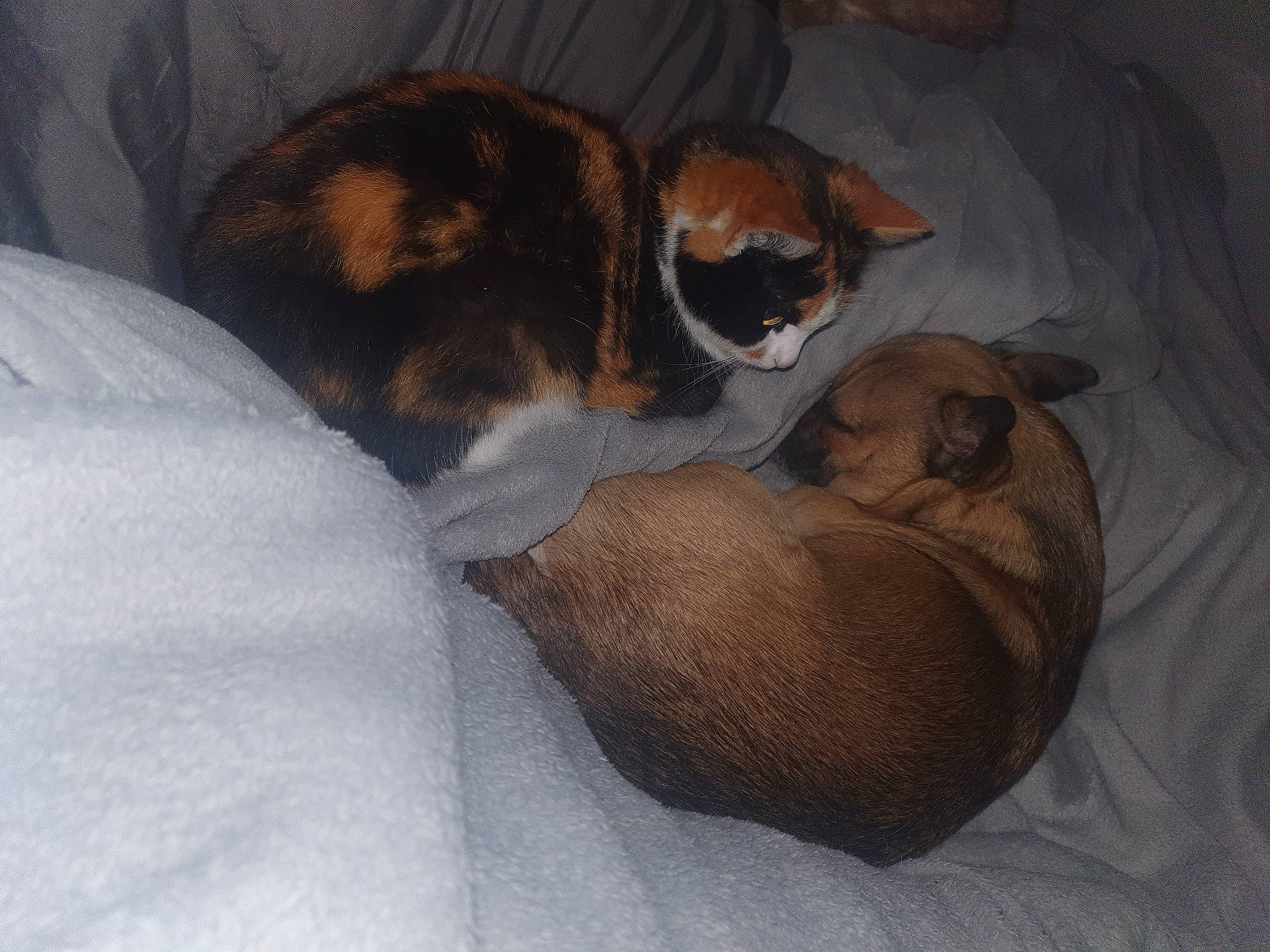 Nouga participe au concours pour gagner de l'argent avec cette photo : canidae, carnivore, cat, cat_bed, cat_supply, comfort, companion_dog, dog_breed, domestic_short_haired_cat, fawn, felidae, fur, nap, paw, small_to_medium_sized_cats, snout, sporting_group, tail, terrestrial_animal, whiskers