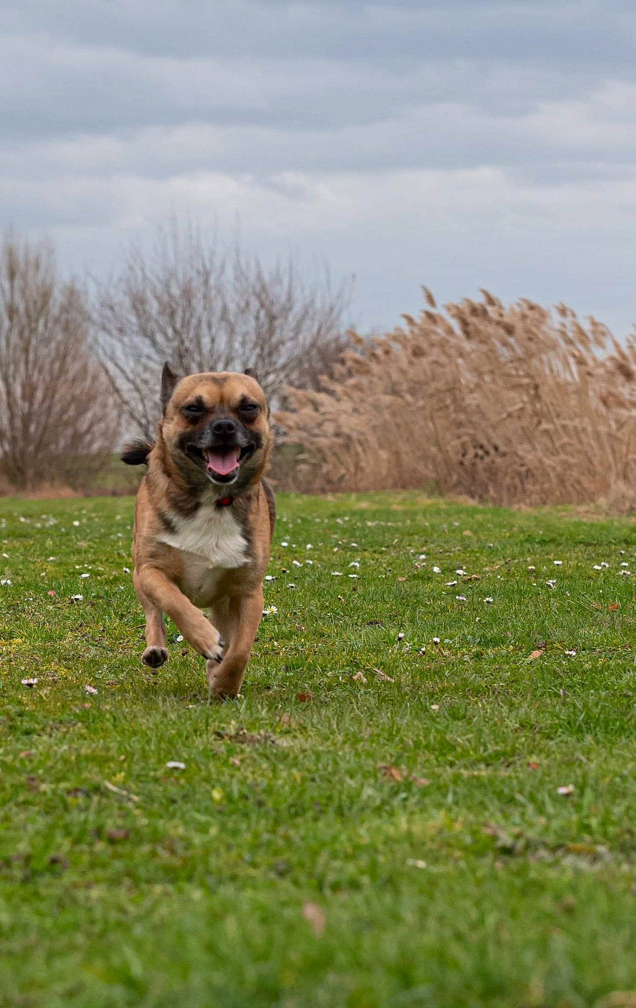 Nouga participe au concours pour gagner de l'argent avec cette photo : canidae, carnivore, cloud, companion_dog, dog, dog_breed, fawn, field, grass, grassland, pasture, plant, prairie, sky, snout, sporting_group, tail, terrestrial_animal, tree, wildlife
