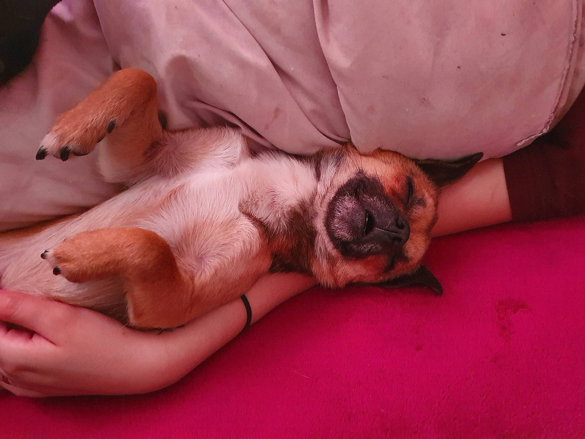 Nouga participe au concours pour gagner de l'argent avec cette photo : canidae, carnivore, comfort, companion_dog, dog, dog_breed, fawn, flesh, foot, fur, gesture, human_leg, nail, nap, paw, snout, sporting_group, terrestrial_animal, wrinkle, wrist