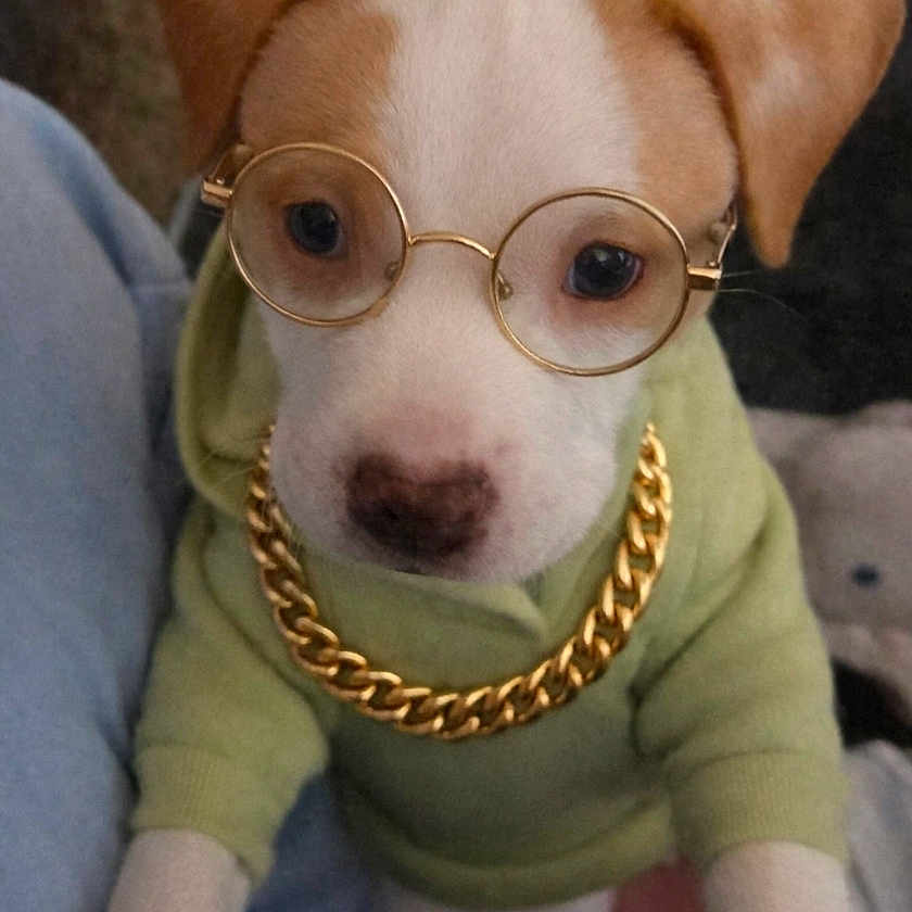 Olie Medina joined the competition — help win amazing prizes! accessories, adorable, animal, casual, chain, close_up, cute, dog, fashion, funny, glasses, gold, hoodie, indoor, looking_at_camera, pet, portrait, puppy, white_and_brown, young_dog