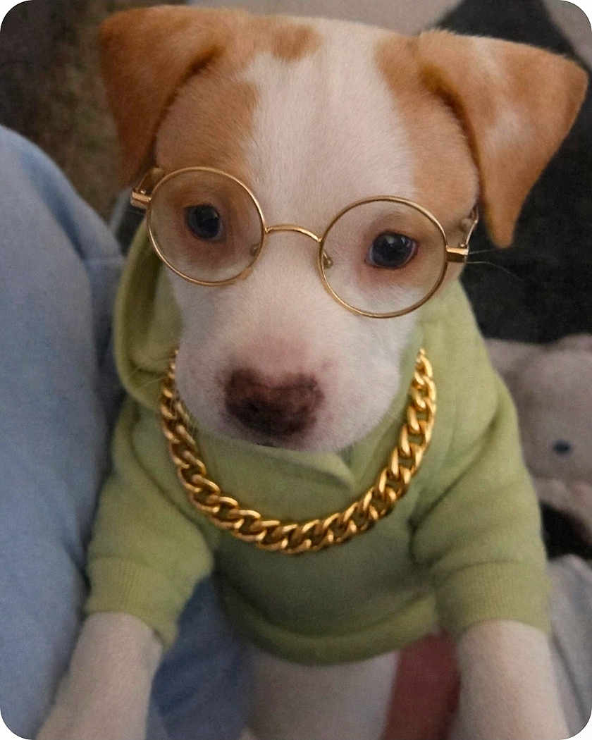 Olie Medina joined the competition — help win amazing prizes! puppy, dog, hoodie, glasses, chain, cute, pet, portrait, indoor, white_and_brown, fashion, accessories, young_dog, looking_at_camera, close_up, adorable, gold, casual, animal, funny