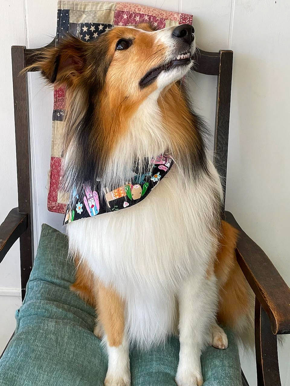 Lady joined the competition — help win amazing prizes! canidae, carnivore, collar, collie, companion_dog, dog, dog_breed, dog_collar, dog_supply, fashion_accessory, fawn, fur, leash, pet_supply, rough_collie, scotch_collie, shetland_sheepdog, snout, sporting_group, whiskers