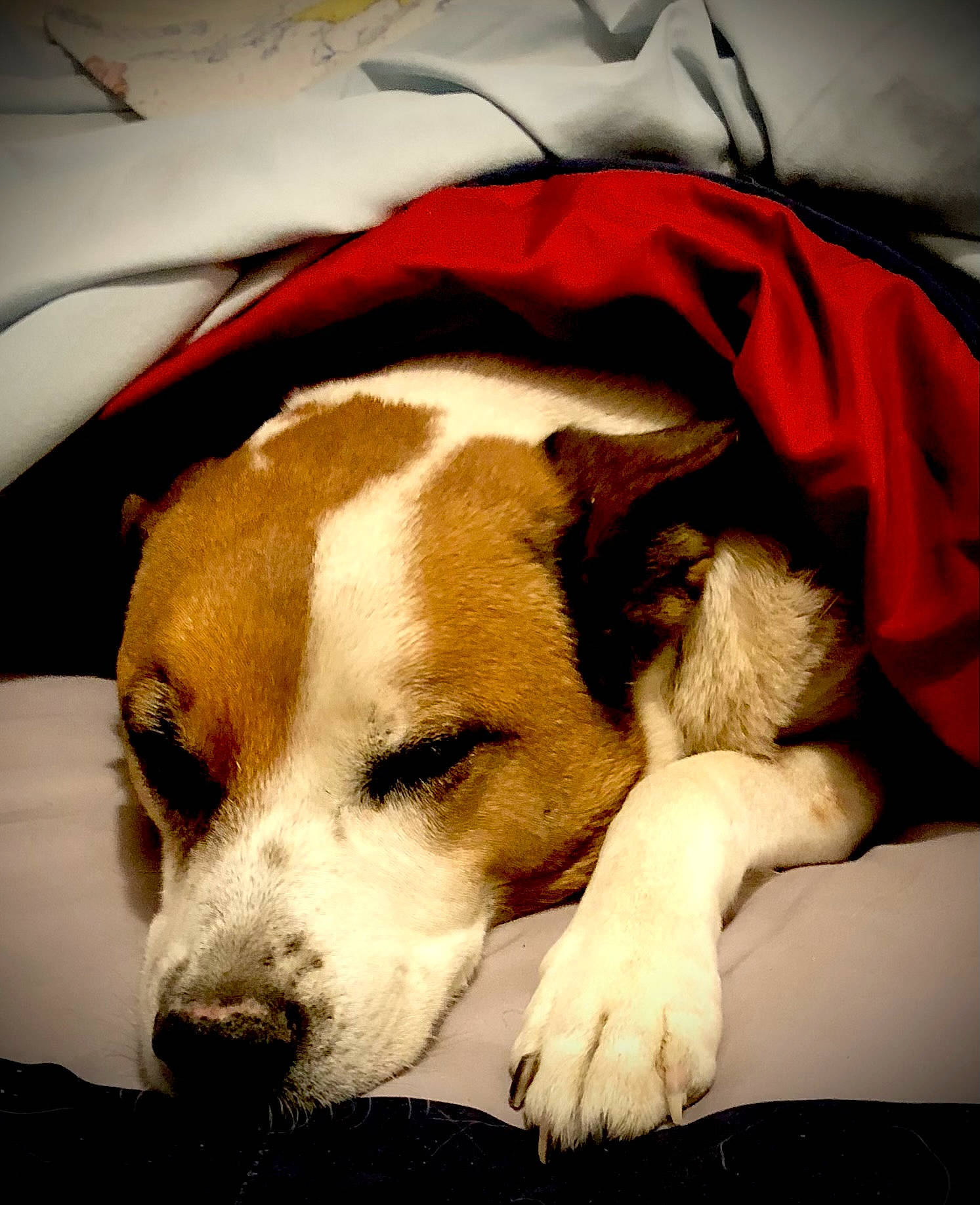 Buddy is registered to the contest to win money with this photo: bored, canidae, carnivore, comfort, companion_dog, dog, dog_breed, fawn, fur, nap, non_sporting_group, paw, puppy, puppy_love, snout, sporting_group, whiskers, working_animal