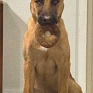 Cameron joined the competition — help win amazing prizes! alert, animal, brown_dog, canine, cute, dog, domestic, ears_up, front_paws, fur, household, indoor, looking_at_camera, medium_sized_dog, pet, playful, sitting, table, toy, waiting