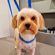 Ulla a rejoint le concours — aidez-le/la à gagner de superbes lots ! animal, blue_collar, clean, cute, decor, dog, expression, eyes, face, fur, groomed, indoor, leash, looking_at_camera, pet, plant, shelf, small_dog, standing, table