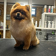 Poupi participe au concours pour gagner de l'argent avec cette photo : animal, bottle, canine, clean, dog, fluffy, fur, groomed, grooming_table, indoor, light, pet_care, pet_salon, pomeranian, product_shelves, reflection, sitting, small_dog, table, window