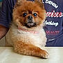 brown, casual, curious, dog, eyes, face, fluffy, fur, indoor, nose, paw, person, pet, plate, pomeranian, seated, shirt, table, text, white