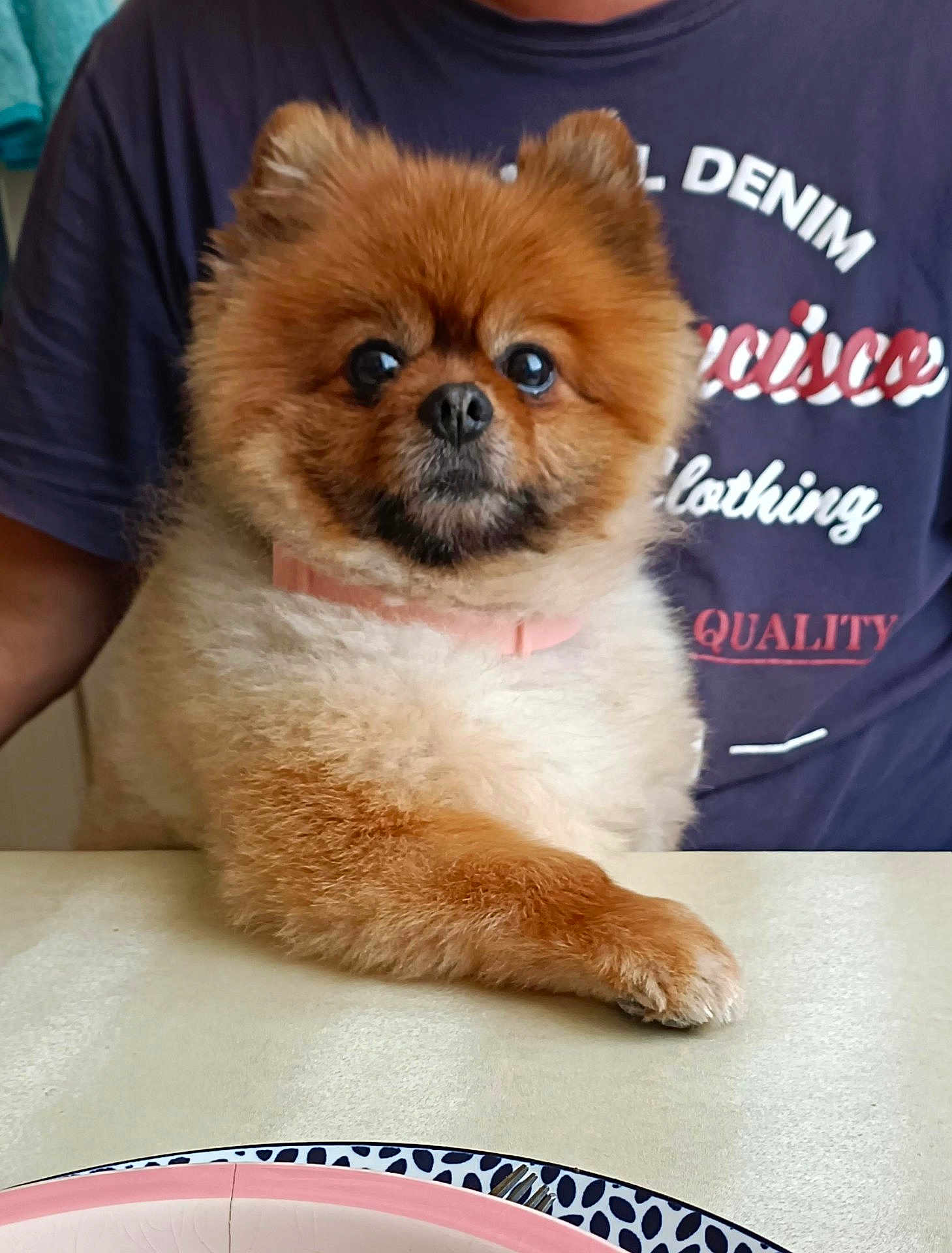Poupi