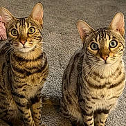 Tigger And Teddy joined the competition — help win amazing prizes! cat, tabby_cat, indoor, carpet, furniture, couch, pet, animal, cute, curious, sitting, whiskers, ears, fur, striped, two_animals, eyes, looking, domestic, playful