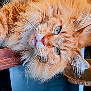 Denise Fabre a rejoint le concours — aidez-le/la à gagner de superbes lots ! animal, calm, cat, close_up, cozy, cute, domestic_cat, feline, fluffy_fur, green_eyes, indoor, laying_down, long_fur, orange_tabby, pet, portrait, relaxed, resting, whiskers, wooden_surface