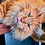 animal, calm, cat, close_up, cozy, cute, domestic_cat, feline, fluffy_fur, green_eyes, indoor, laying_down, long_fur, orange_tabby, pet, portrait, relaxed, resting, whiskers, wooden_surface