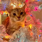 Everest is registered to the contest to win money with this photo: cat, white_christmas_tree, colorful_lights, holiday, festive, animal, pet, whiskers, curious, indoors, decorations, christmas, tree_branches, soft_lighting, close_up, feline, paws, cute, holiday_decor, playful