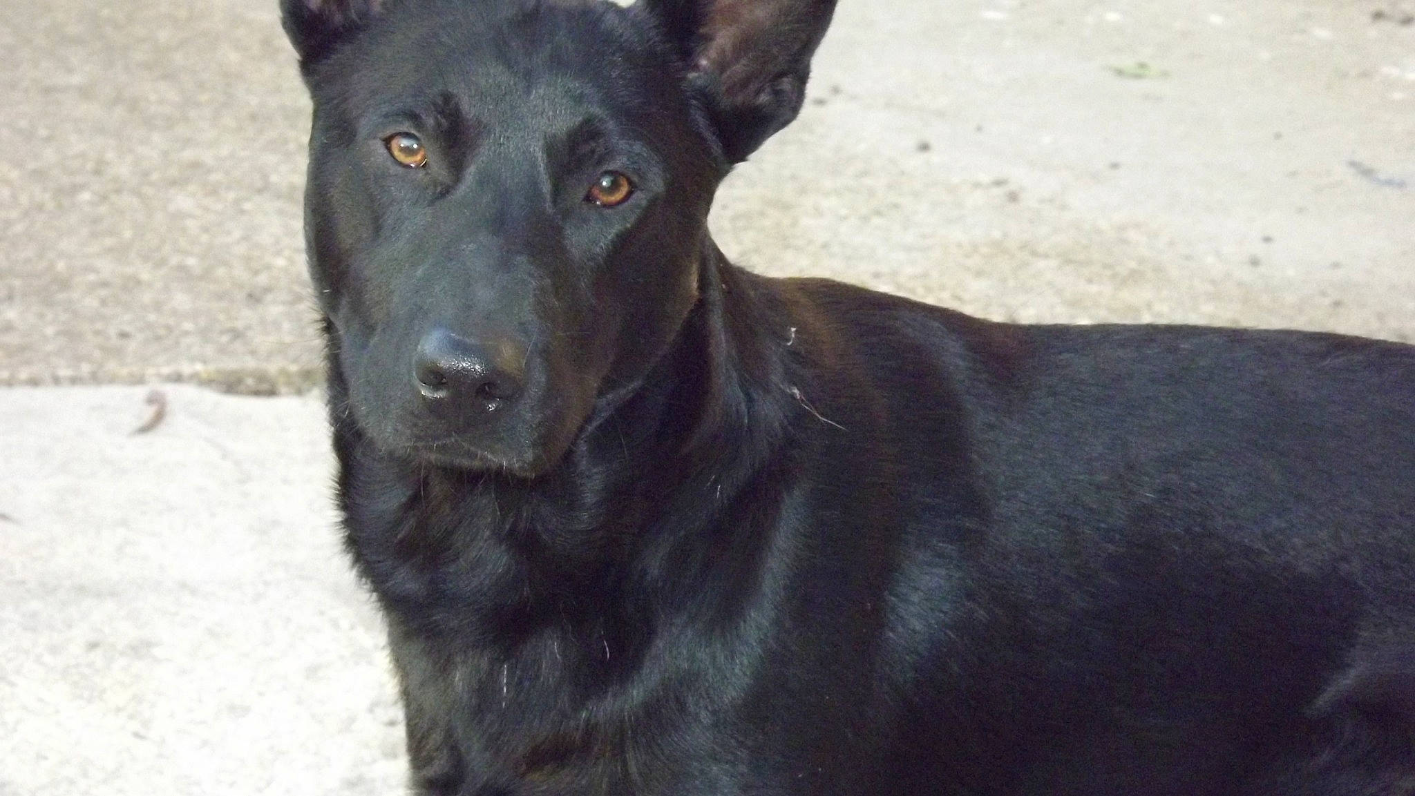 Bethoven a rejoint le concours — aidez-le/la à gagner de superbes lots ! borador, canidae, canis_panther, carnivore, companion_dog, dog, dog_breed, fawn, fur, guard_dog, hunting_dog, plant, snout, sporting_group, terrestrial_animal, whiskers, working_animal, working_dog