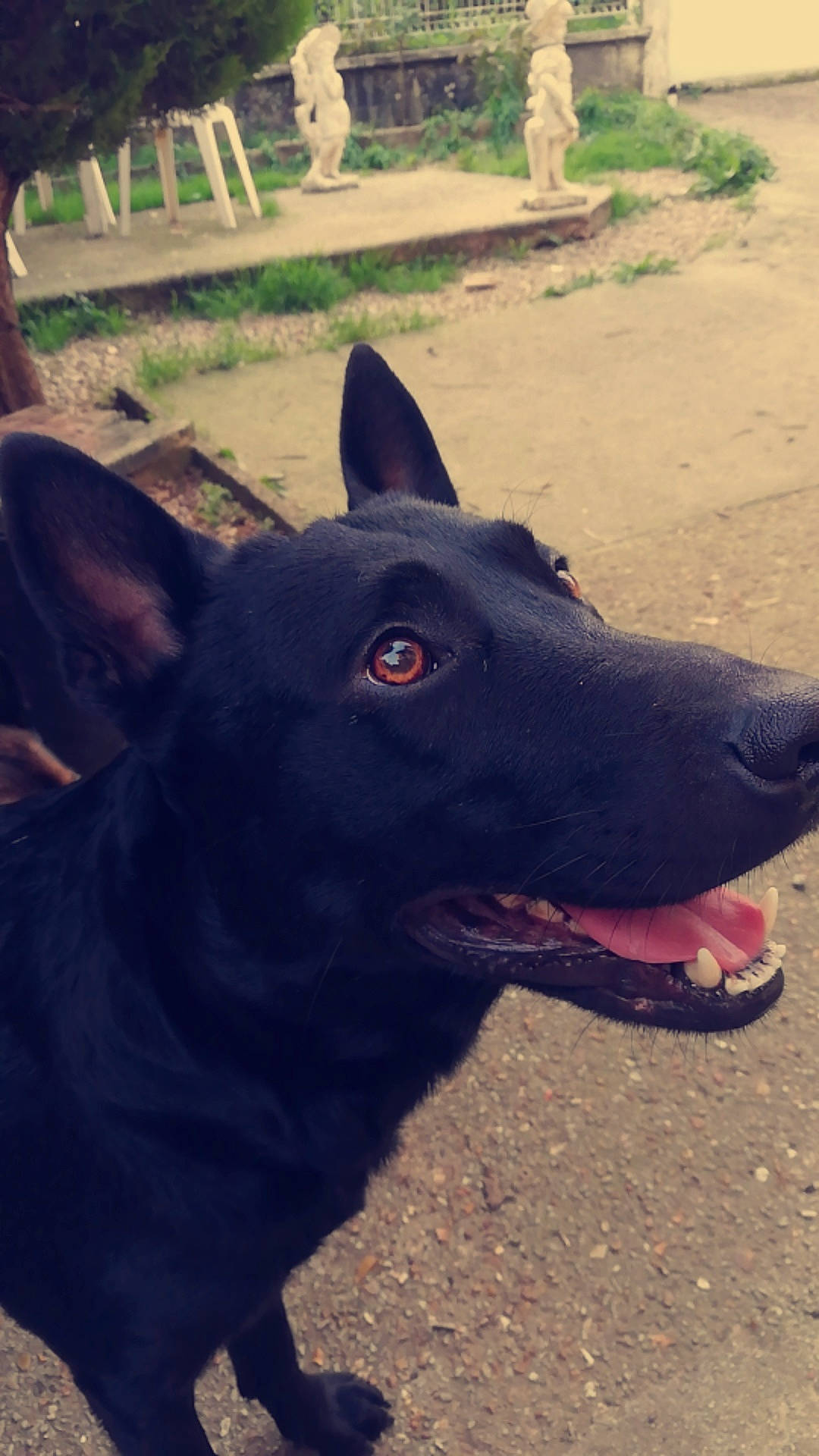 Bethoven a rejoint le concours — aidez-le/la à gagner de superbes lots ! canidae, carnivore, companion_dog, dog, dog_breed, electric_blue, foot, grass, landscape, metal, non_sporting_group, plant, snout, soil, sporting_group, terrestrial_animal, tints_and_shades, working_animal, working_dog