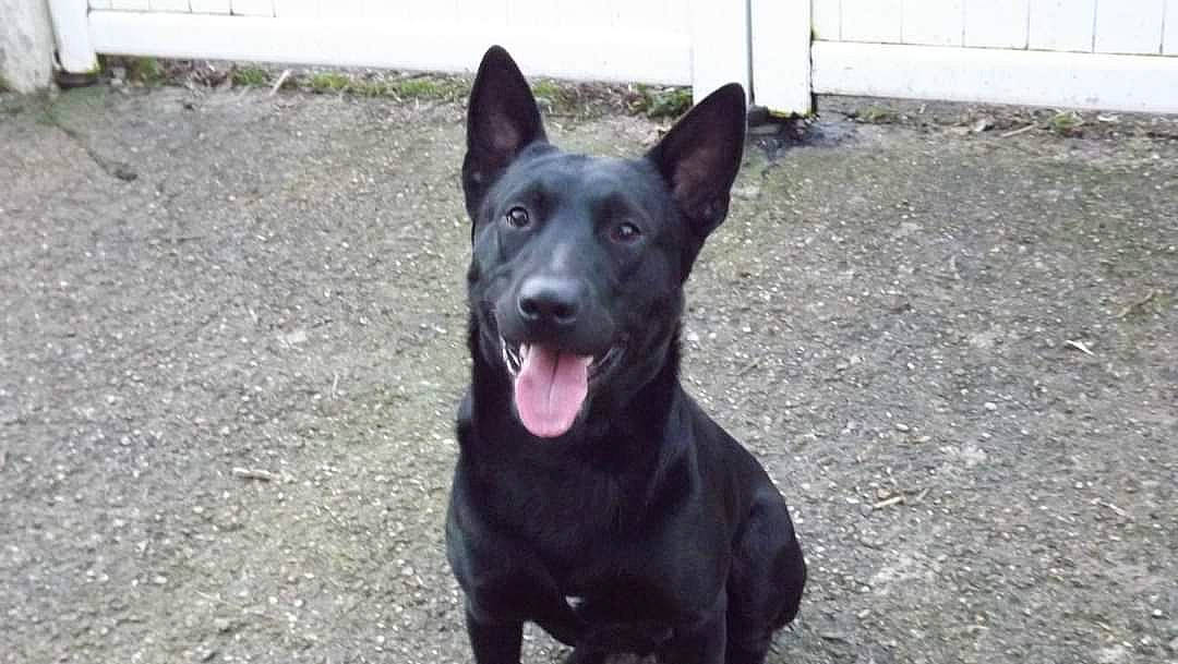 Bethoven a rejoint le concours — aidez-le/la à gagner de superbes lots ! canidae, carnivore, companion_dog, dog, dog_breed, east_european_shepherd, german_shepherd_dog, grass, guard_dog, herding_dog, hunting_dog, street_dog, tail, whiskers, working_animal, working_dog