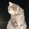 cat, fluffy, animal, pet, night, dark_background, feline, fur, sitting, profile, curious, looking_away, whiskers, soft_light, domestic_cat, close_up, outdoor, reflective_surface, red_object, isolated