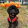 Dash joined the competition — help win amazing prizes! dog, black_dog, harness, red_harness, grass, outdoor, pumpkins, inflatable_pumpkins, halloween, decorations, house, yard, leash, pet, cute, animal, fall, festive, smiling_dog, portrait