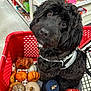 Dash is registered to the contest to win money with this photo: dog, black_dog, shopping_cart, pumpkins, candles, store_aisle, pet, curious, decorations, fall_decor, shopping, leash, harness, cute, indoors, retail, animal, looking_up, furry, close_up
