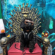 Dash joined the competition — help win amazing prizes! dog, black_dog, halloween, costume, sunglasses, throne, skull, bones, pumpkin, jack_o_lantern, haunted_castle, chair, red_cushion, leash, indoor, decorations, spooky, gothic, pet, celebration