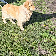 Arrone participe au concours pour gagner de l'argent avec cette photo : dog, golden_retriever, grass, outdoor, sunlight, shadow, flower, pet, animal, nature, summer, daylight, canine, greenery, park, standing, looking, yard, chair, sunny