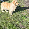 dog, golden_retriever, grass, outdoor, sunlight, shadow, flower, pet, animal, nature, summer, daylight, canine, greenery, park, standing, looking, yard, chair, sunny
