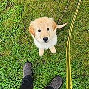 Arron a rejoint le concours — aidez-le/la à gagner de superbes lots ! adorable, animal, companionship, cute, dog, feet, golden_retriever, grass, greenery, leash, looking_up, nature, outdoor, pants, pet, playful, puppy, shoes, walking, young_dog