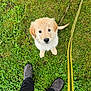 adorable, animal, companionship, cute, dog, feet, golden_retriever, grass, greenery, leash, looking_up, nature, outdoor, pants, pet, playful, puppy, shoes, walking, young_dog