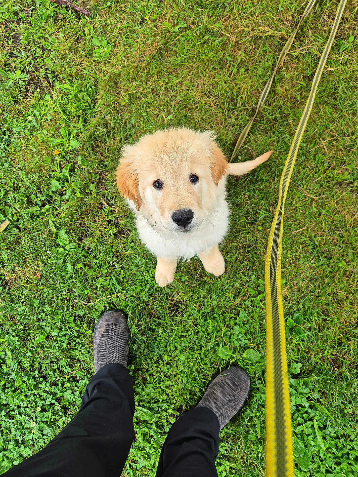 Arron a rejoint le concours — aidez-le/la à gagner de superbes lots ! adorable, animal, companionship, cute, dog, feet, golden_retriever, grass, greenery, leash, looking_up, nature, outdoor, pants, pet, playful, puppy, shoes, walking, young_dog