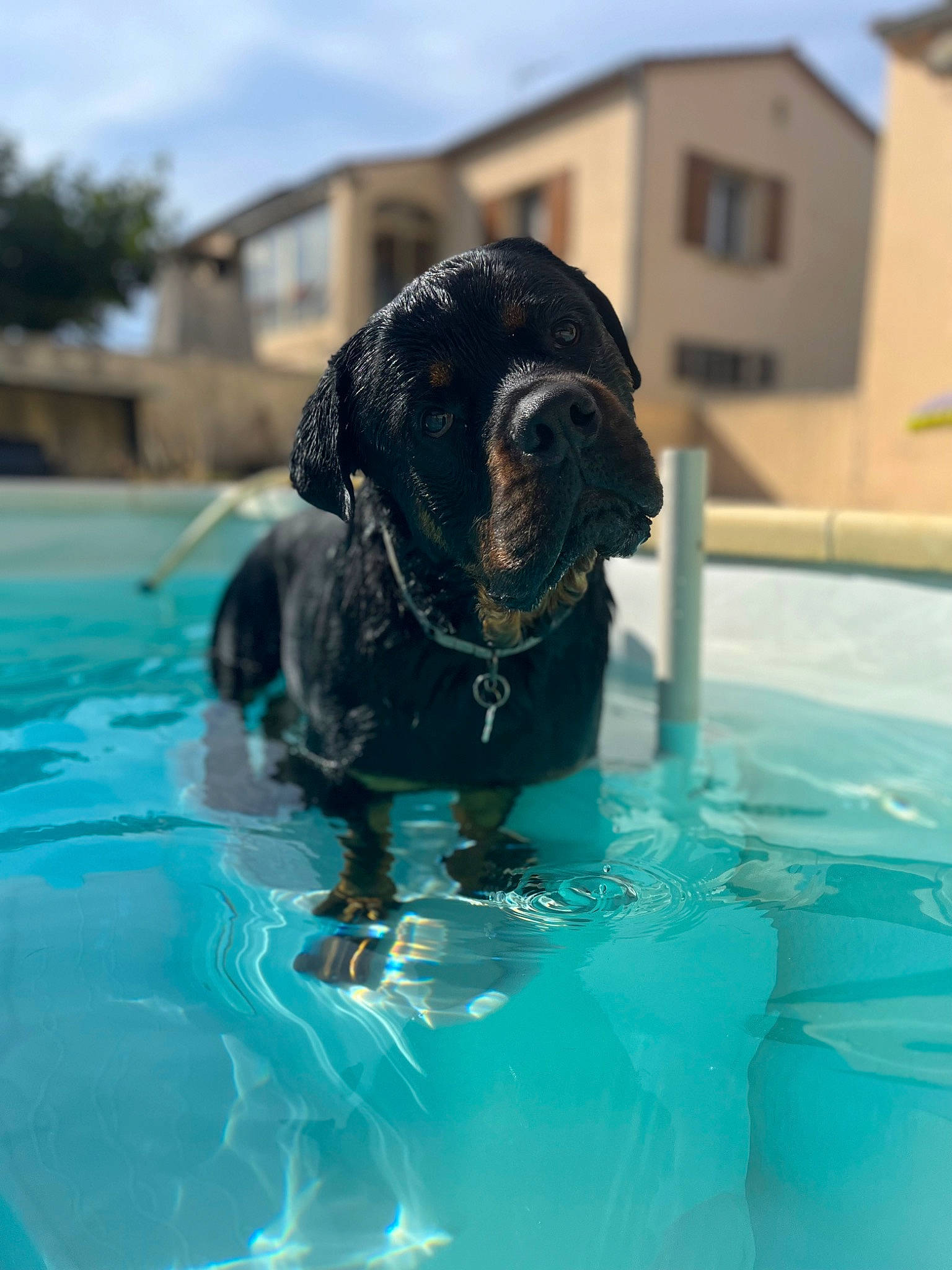 Tao participe au concours pour gagner de l'argent avec cette photo : azure, canidae, carnivore, cloud, companion_dog, dog, dog_breed, fawn, fluid, fun, grass, house, leisure, sky, snout, sporting_group, swimming_pool, water, window, working_animal