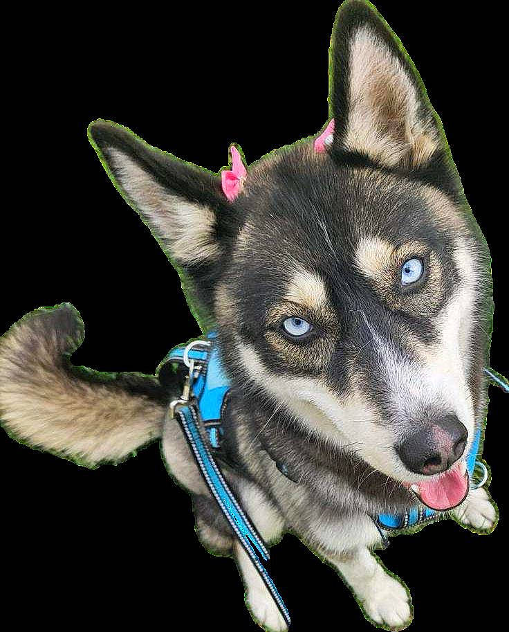 Chula joined the competition — help win amazing prizes! canidae, canis, carnivore, close_up, collar, companion_dog, dog, dog_breed, dog_supply, electric_blue, fashion_accessory, fur, leash, pet_supply, siberian_husky, sled_dog, snout, sporting_group, whiskers, working_dog