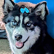 Bonita is registered to the contest to win money with this photo: dog, husky, blue_eyes, bow, pet, animal, indoor, carpet, smiling, fluffy, black_and_white, cute, ears, nose, tongue, fur, close_up, face, happy, companion