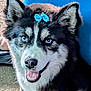 dog, husky, blue_eyes, bow, pet, animal, indoor, carpet, smiling, fluffy, black_and_white, cute, ears, nose, tongue, fur, close_up, face, happy, companion