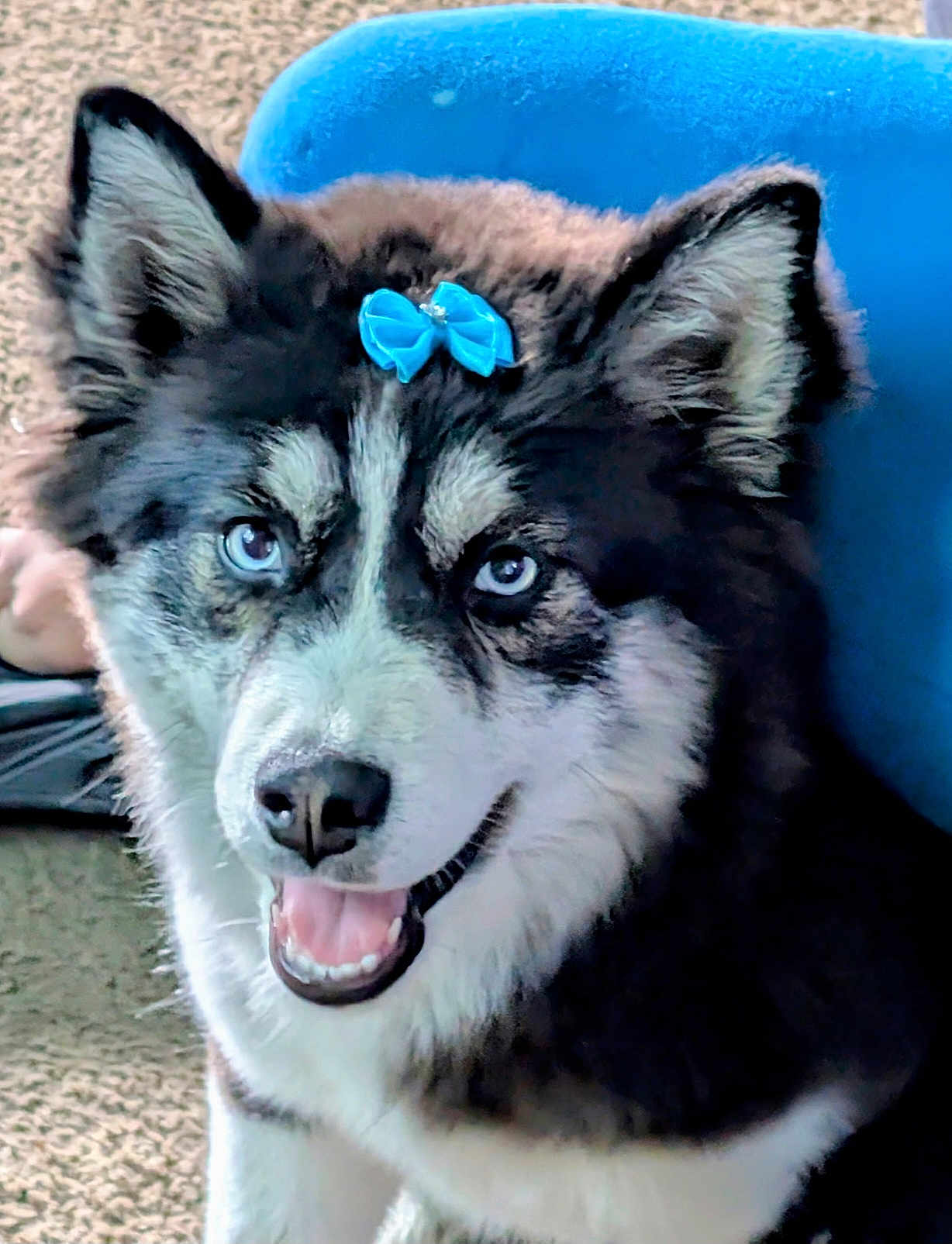 Bonita