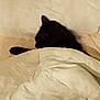 Chocapic a rejoint le concours — aidez-le/la à gagner de superbes lots ! animal, bed, bedroom, blackcat, blanket, cat, couch, cushion, furniture, homedecor, indoors, kitten, linen, manx, person, pet, quilt, room, sleeping