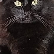 Chocapic participe au concours pour gagner de l'argent avec cette photo : animal, blackcat, cat, manx, pet