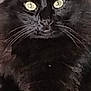 animal, blackcat, cat, manx, pet