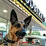 Raegan joined the competition — help win amazing prizes! animal, canine, collar, daylight, dog, ears, expression, face, german_shepherd, leash, light_bulbs, outdoor, people, pet, reflection, signage, storefront, trash_can, urban, window