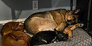 Raegan is registered to the contest to win money with this photo: animal, black_dog, brown_dog, cozy, dog, dog_bed, domestic, floor, fur, household_items, indoor, multiple_dogs, napping, pet, quiet, relaxation, resting, sleeping, table, wood_floor