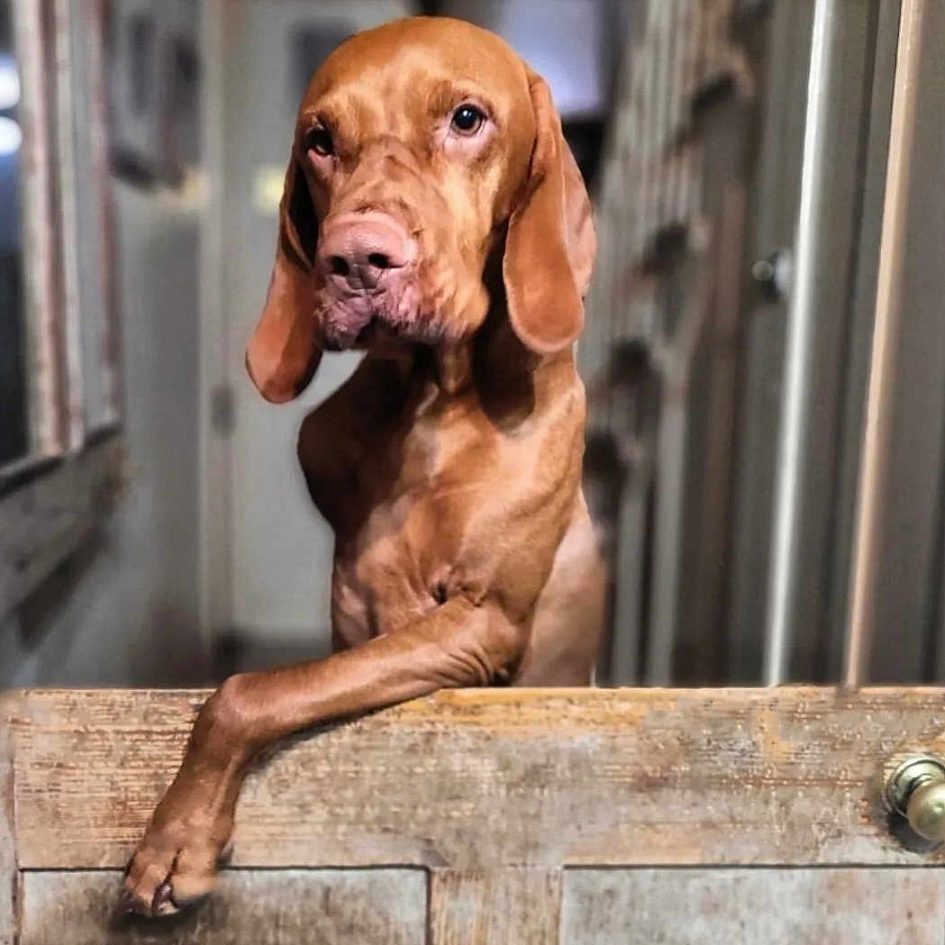 Dudley The Tripawd Vizsla