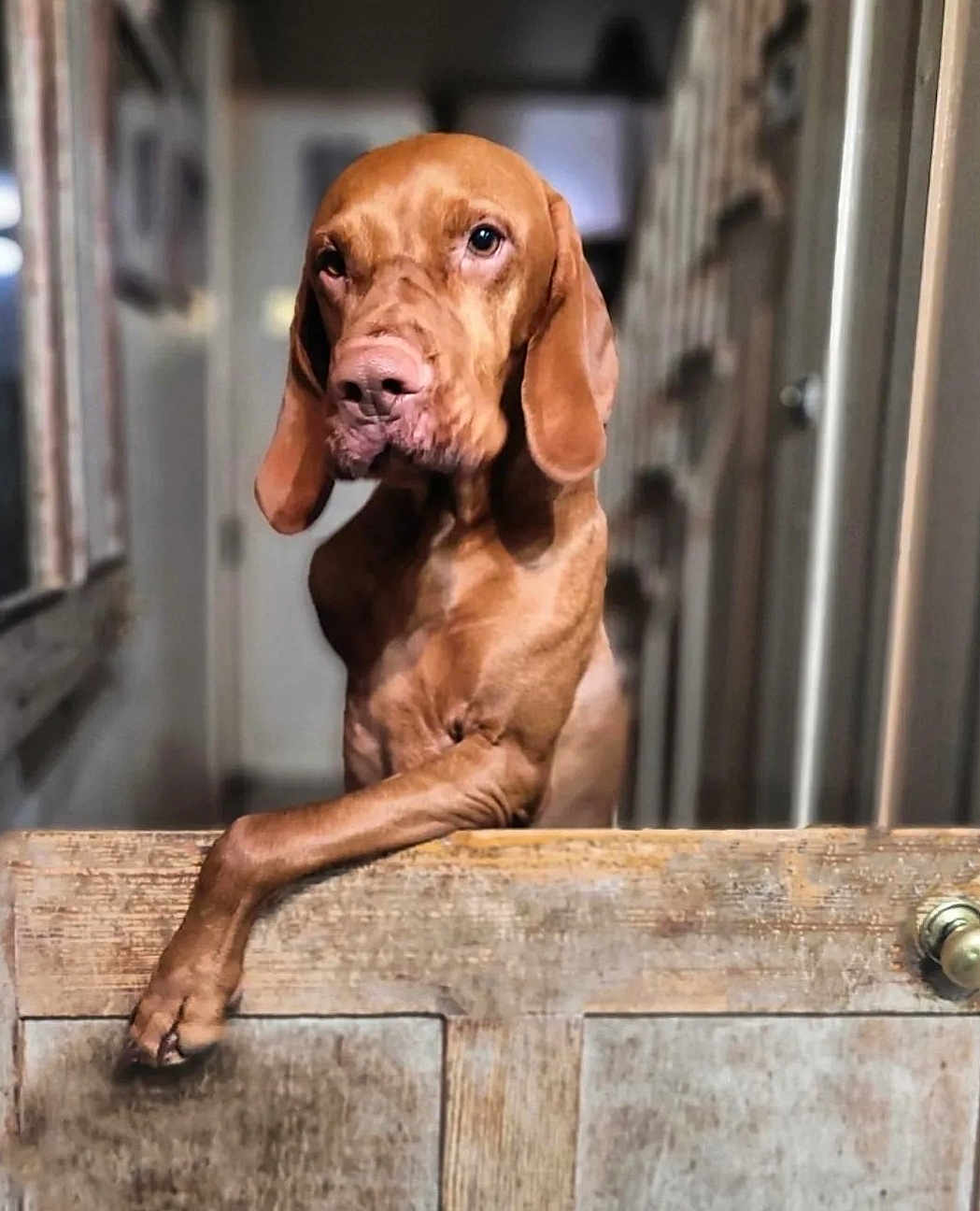 Dudley The Tripawd Vizsla
