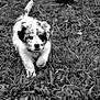 Blew is registered to the contest to win money with this photo: adorable, animal, black_and_white, canine, close_up, cute, dog, field, fur, grass, grassland, mammal, nature, outdoor, pet, playful, puppy, spot, walking, young