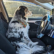 Blew is registered to the contest to win money with this photo: animal, bandana, car, cigarette, dog, door_handle, fur, gear_shift, interior, keys, pattern, pet, seat, seatbelt, side_view, steering_wheel, sunlight, tail, vehicle, window