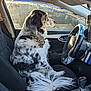 animal, bandana, car, cigarette, dog, door_handle, fur, gear_shift, interior, keys, pattern, pet, seat, seatbelt, side_view, steering_wheel, sunlight, tail, vehicle, window