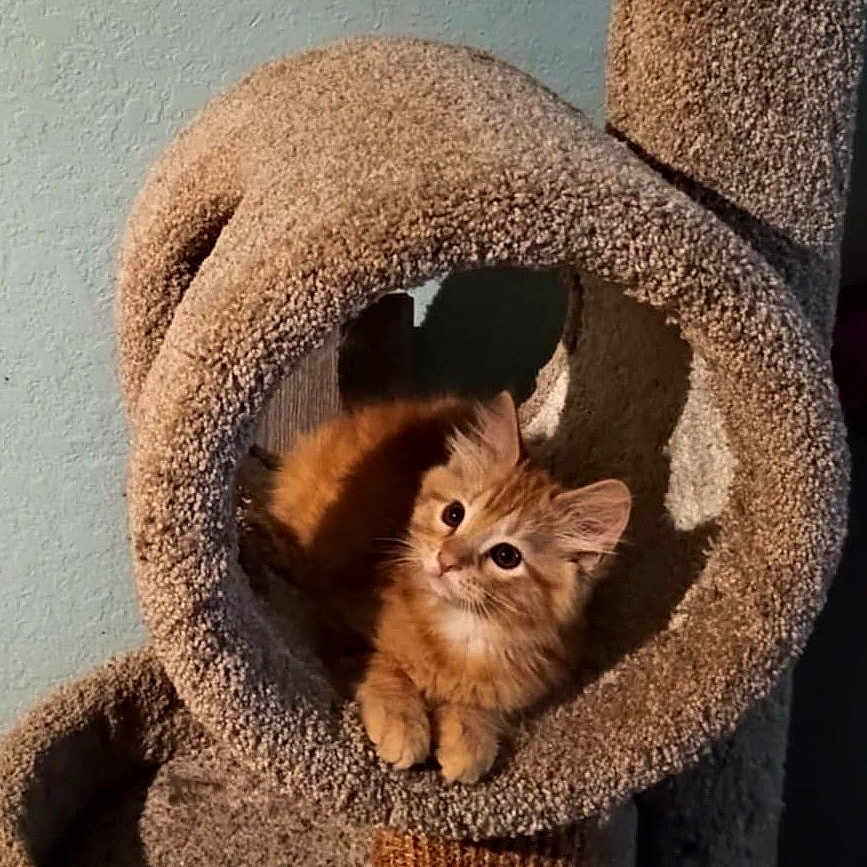 Tigger joined the competition — help win amazing prizes! animal, carpeted_tunnel, cat, cat_tree, cozy, curious, cute, domestic_cat, ears, feline, fluffy, indoor, kitten, orange_cat, paw, pet, resting, small_cat, soft_texture, young_cat