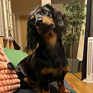 Arthur a rejoint le concours — aidez-le/la à gagner de superbes lots ! dog, dachshund, pet, indoor, couch, pillow, blanket, plant, living_room, hardwood_floor, fan, black_fur, tan_markings, head_tilt, curious, eyes, portrait, sitting, cozy, furniture